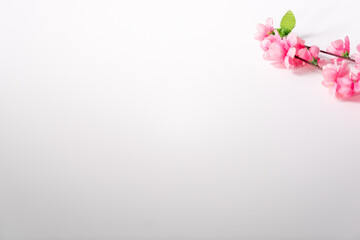pink flower on the white background

