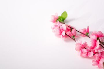 Fototapeta na wymiar pink blossom isolated on white