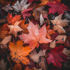Naklejka na ściany i meble Autumn Splendor: A High-Resolution Close-Up of Colorful Maple Leaves