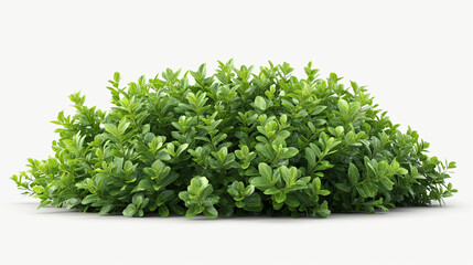 Obraz premium Bush of Green Leaves on White Background
