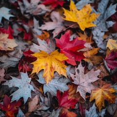 Naklejka na ściany i meble Autumn Leaves Close-Up - High-Resolution Fall Foliage Background