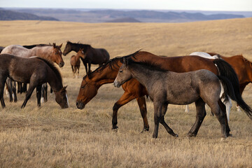 Mares and foals