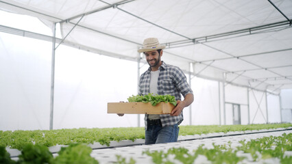 Farmers grow organic vegetables in greenhouses.