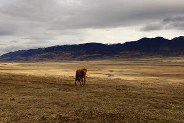 View on a horse in a valley in the Northeastern Region of Iceland