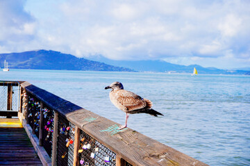The landscape of San Francisco Bay in California