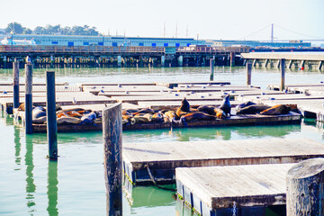 San Francisco, CA, USA: 01 17 2024: San Francisco fisherman's wharf pier landscape