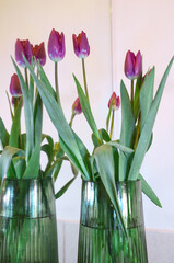 tulips in vase