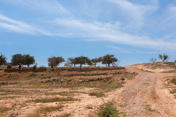 View of a country road among farmlands, almond trees, and olive trees in Spain - 732106452