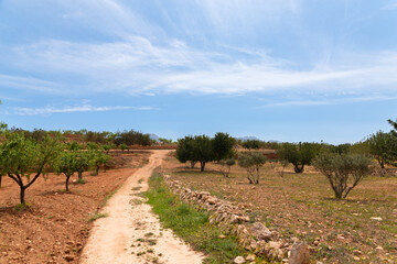 Fototapeta na wymiar View of a country road among farmlands, almond trees, and olive trees in Spain