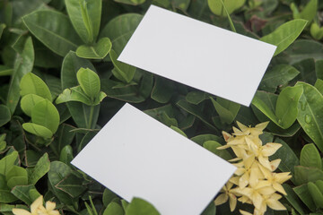 Blank business card template for design above the leaves, mockup poster nature minimalist calm potrait yellow flower 9