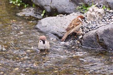 京都御苑のスズメ