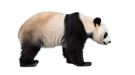 panda bear isolated on white, side view