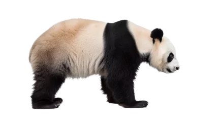 Foto auf Acrylglas panda bear isolated on white, side view © Christopher