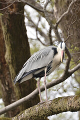 京都御苑の青鷺