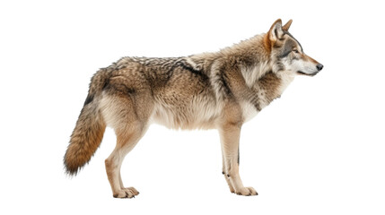 wolf isolated on white, side view
