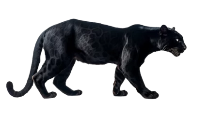Foto auf Leinwand black panther cutout isolated on white, side view on transparent png background  © Christopher