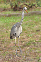京都御苑の青鷺