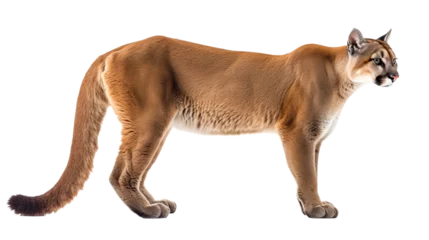 Poster puma cat cutout isolated on white, side view on transparent png background  © Christopher