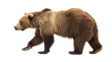 Fototapeta premium brown bear cutout walking isolated on white, side view on transparent png background 