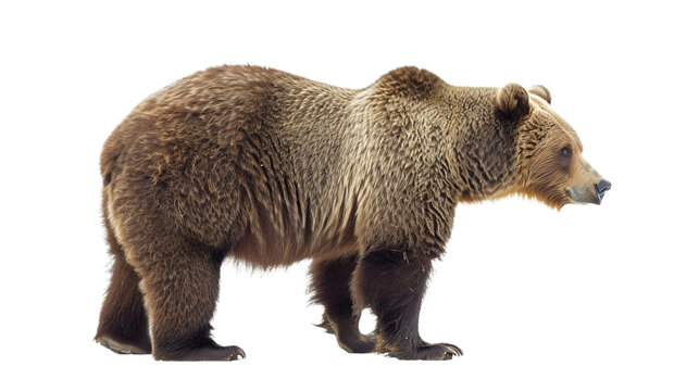 brown bear cutout isolated on white, side view on transparent png background	
