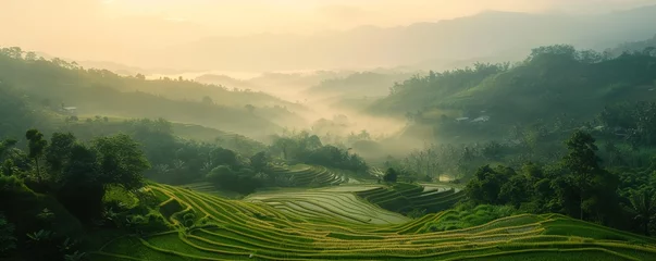 Stickers muraux Rizières Serene rural landscapes of terraced rice fields illuminated by the golden afternoon light, under a clear sky, showcasing sustainable farming and natural beauty