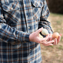 Male farmer collecting fresh, heirloom chicken eggs.  Holding eggs in hands.