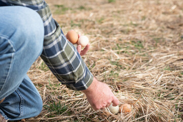 Male farmer's hand collecting fresh, heirloom chicken eggs from the straw.  Free range.