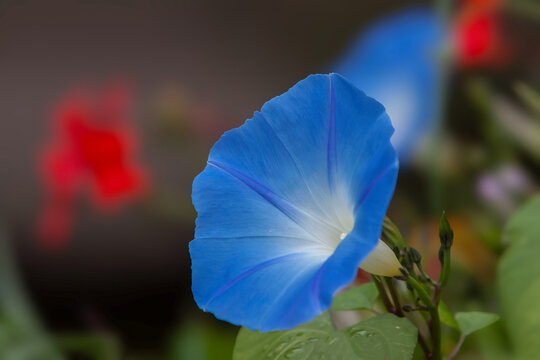 Prunkwinde (Ipomea spp.)