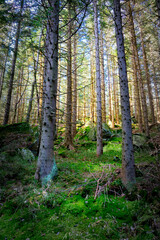 Morning in the forest. Karpach. Snezka. Sněžka.Giant Mountains. Mountains.Poland. Mountain peaks. Wildlife. Poland. Path in the forest. Path in the mountains. Trees in the mountains.  