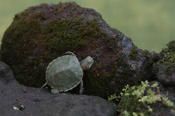 A young red eared slider tortoise is basking on a moss-covered rock before starting its daily...