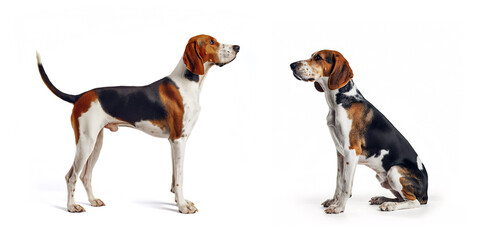 Dog Treeing Walker Coonhound