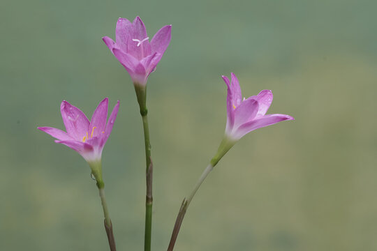 The beauty of the pink rain lily when it is in full bloom. This plant has the scientific name Zephyranthes rosea.