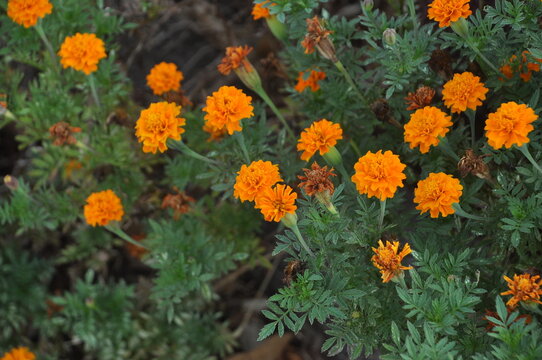 cravos amarelos flores 