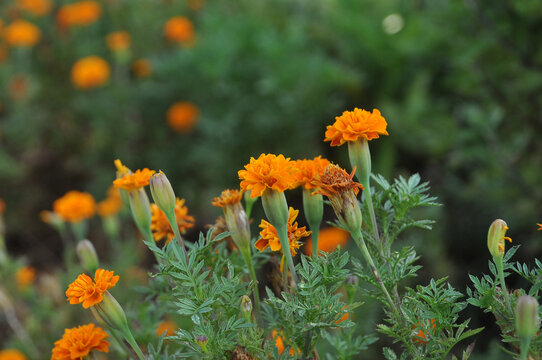 cravos amarelos flores 