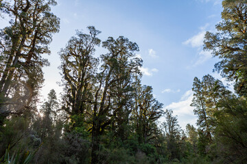 Temperate rain forest, South Island, New Zealand