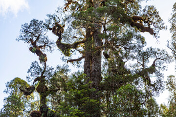 Temperate rain forest, South Island, New Zealand