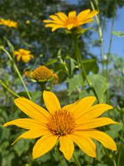 Yellow flowers in the countryside