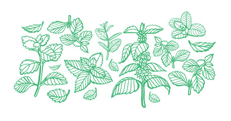 Isolated vector hand drawn set of peppermint and melissa.Mint leaves branches and flowers, spearmint and melissa herbs.Culinary or medical aromatic plant twigs.Botanical elements on a green background © HS