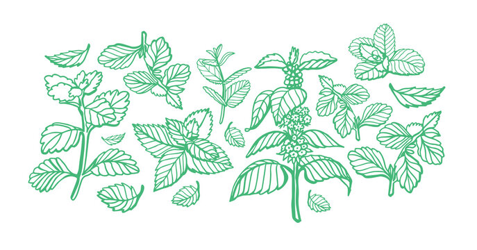 Isolated vector hand drawn set of peppermint and melissa.Mint leaves branches and flowers, spearmint and melissa herbs.Culinary or medical aromatic plant twigs.Botanical elements on a green background