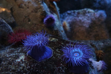 イソギンチャク