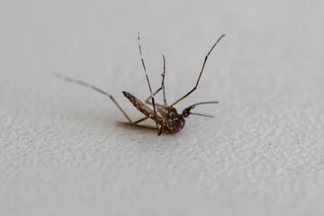 dead mosquito, aedes aegypti transmitter of dengue fever, isolated on white background