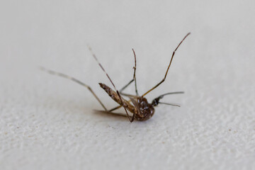 dead mosquito, aedes aegypti transmitter of dengue fever, isolated on white background