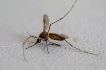 dead mosquito, aedes aegypti transmitter of dengue fever, isolated on white background