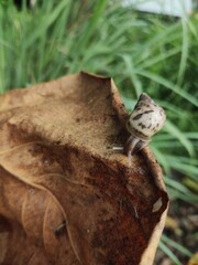 Snail on a leaf