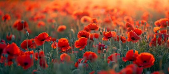 Obraz premium A beautiful natural landscape with a meadow of corn poppies featuring red flowers and grass, all illuminated by a sunset in the background.