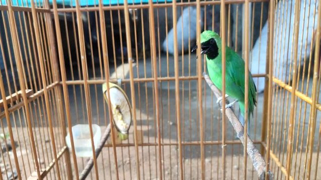 The greater green leafbird, known as Cucak Ijo in Indonesia, is sunbathing in the bird cage