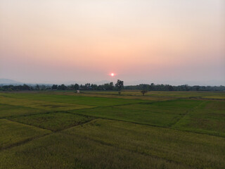 Sunset at agriculture green rice field