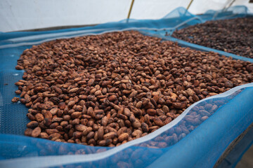 Cocoa beans drying process by sun light in the seed solar dryer greenhouse.