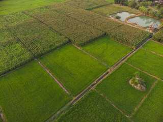 Green corn field, crop plantation