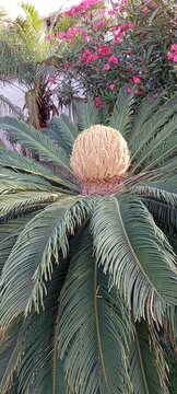CYCA REVOLUTA